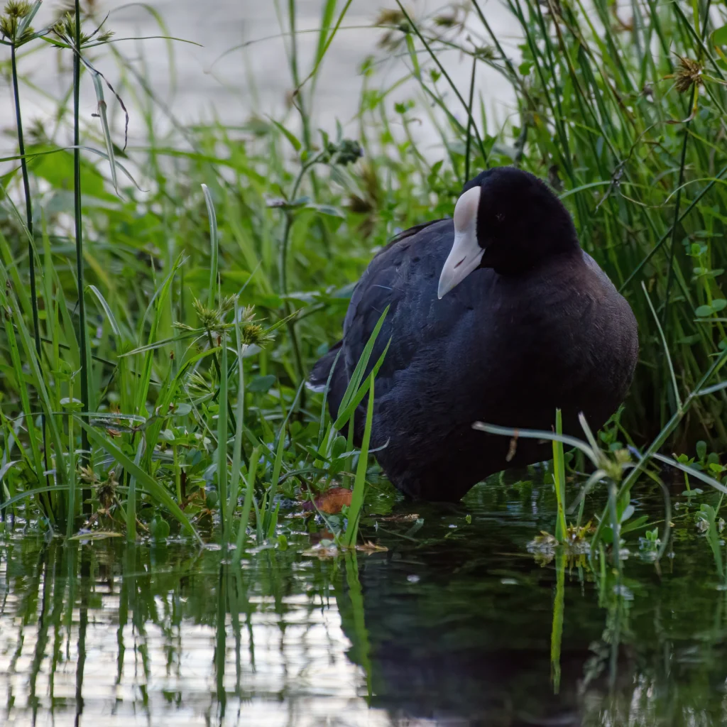 ʻAlae keʻokeʻo (Hawaiian Coot). Photo by Christian Reynolds, Cornell Lab of Ornithology | Macaulay Library.