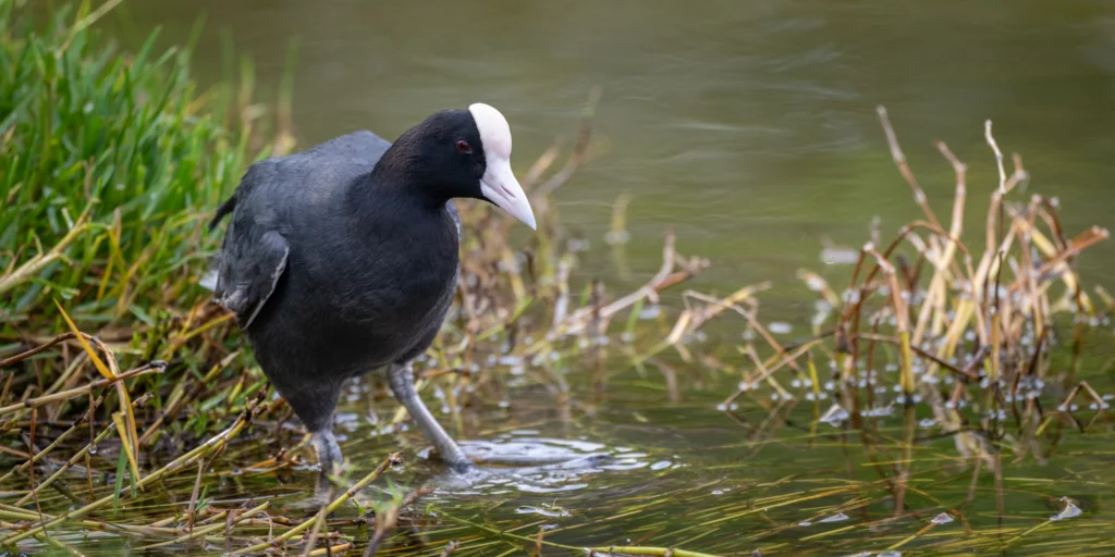 Hawaiian Coot. Photo by Graham Deese, Cornell Lab of Ornithology | Macaulay Library.