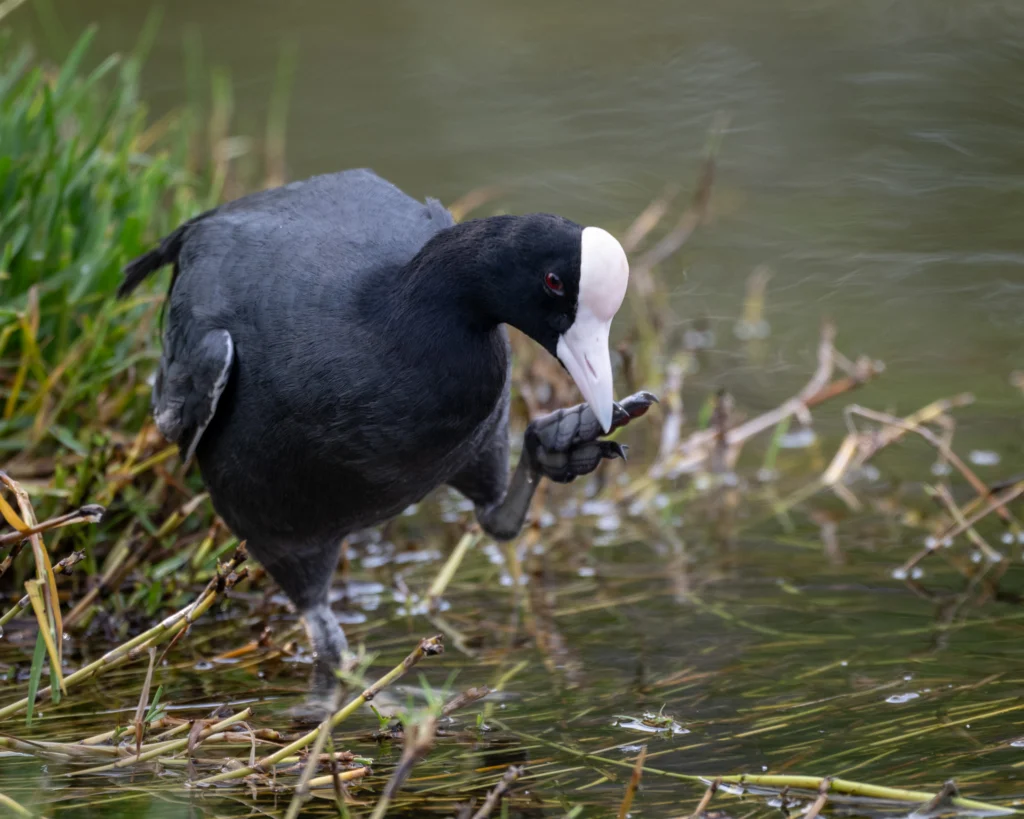 Hawaiian Coot. Photo by Graham Deese, Cornell Lab of Ornithology | Macaulay Library.