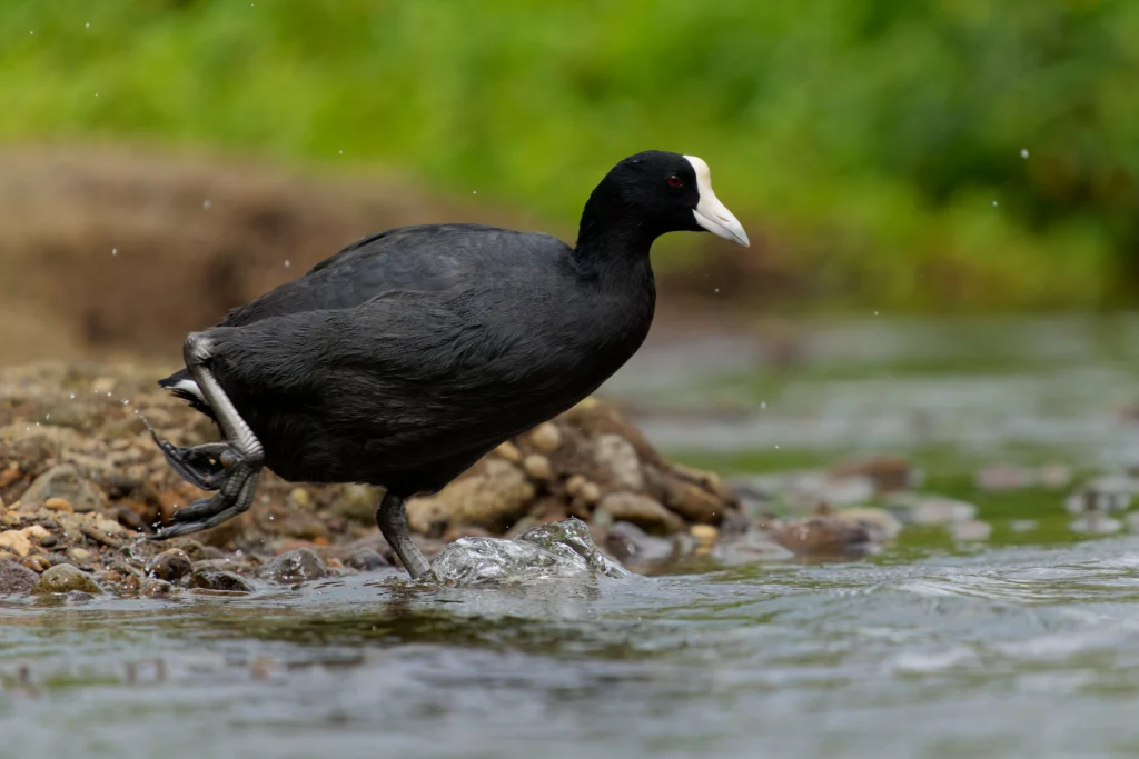 Hawaiian Coot. Photo by Jonathan Casanova, Cornell Lab of Ornithology | Macaulay Library.