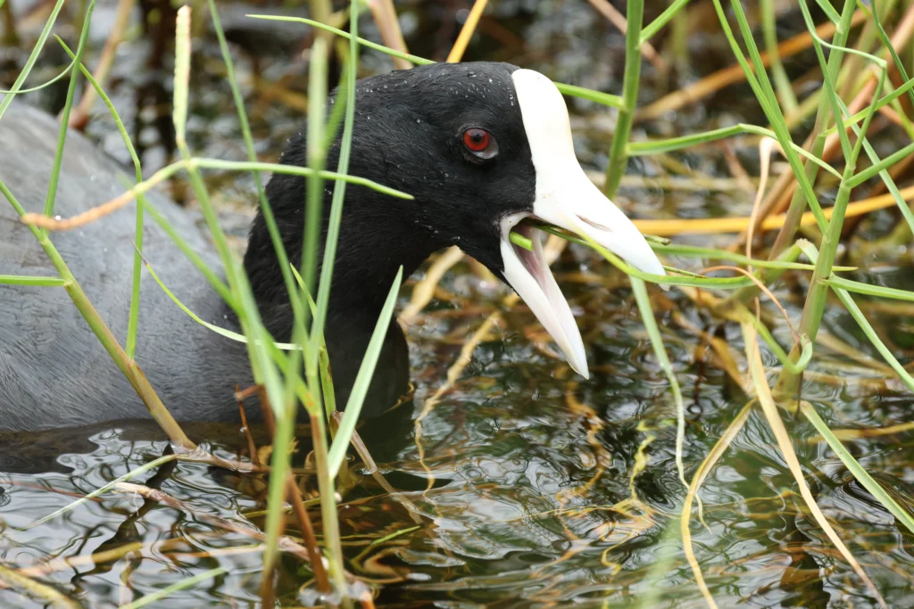 Hawaiian Coot. Photo by Lance Dumalan, Cornell Lab of Ornithology | Macaulay Library.
