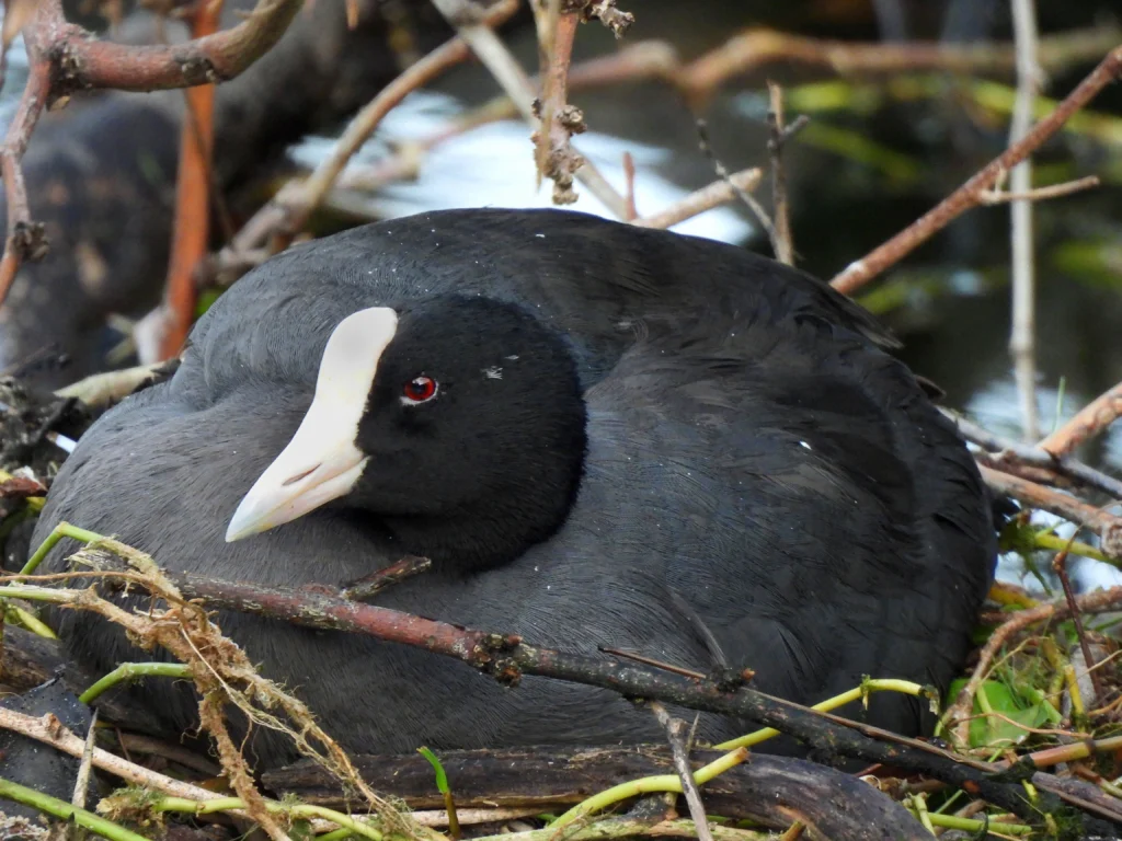 Hawaiian Coot. Photo by Nathan Heath, Cornell Lab of Ornithology | Macaulay Library.
