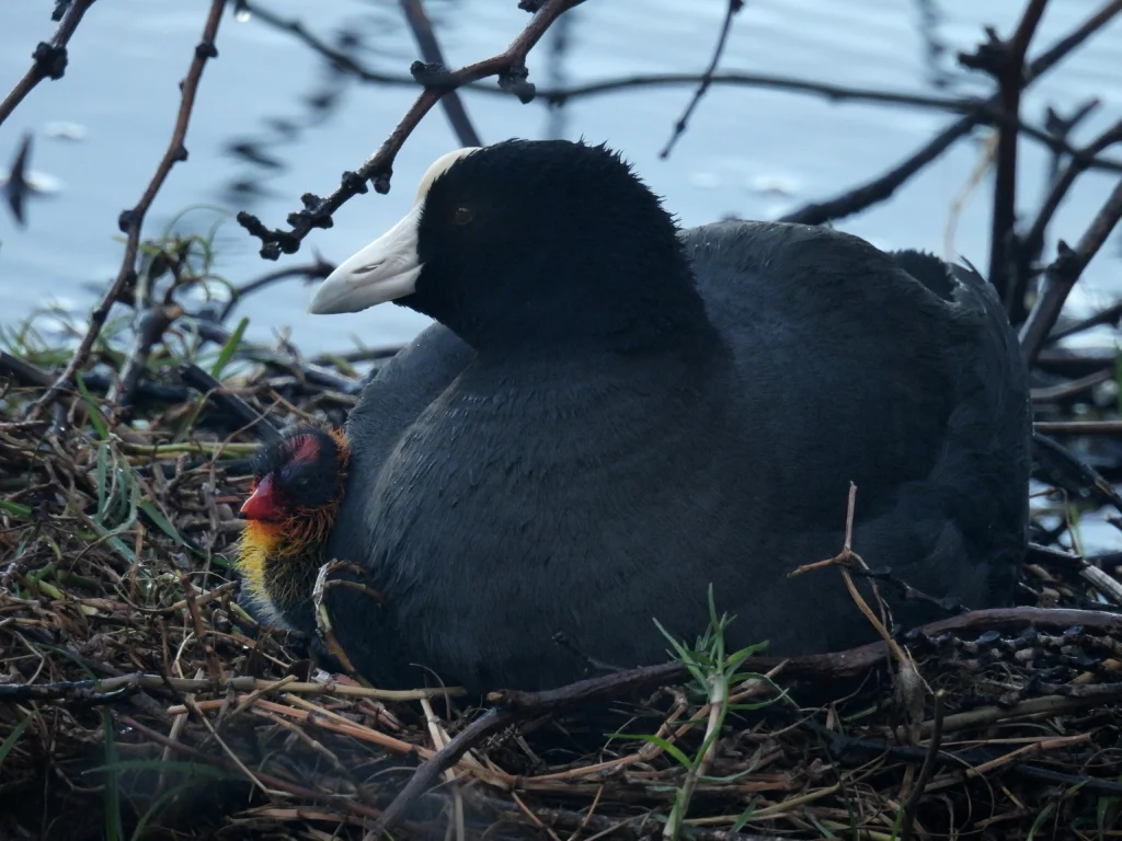 Hawaiian Coot. Photo by Nathan Heath, Cornell Lab of Ornithology | Macaulay Library.