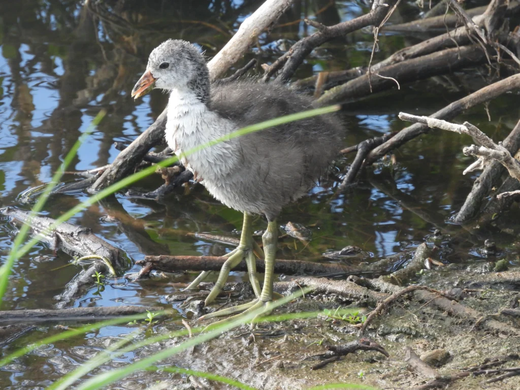 ʻAlae keʻokeʻo (Hawaiian Coot) juvenile. Photo by Nicholas Minnich, Cornell Lab of Ornithology | Macaulay Library.