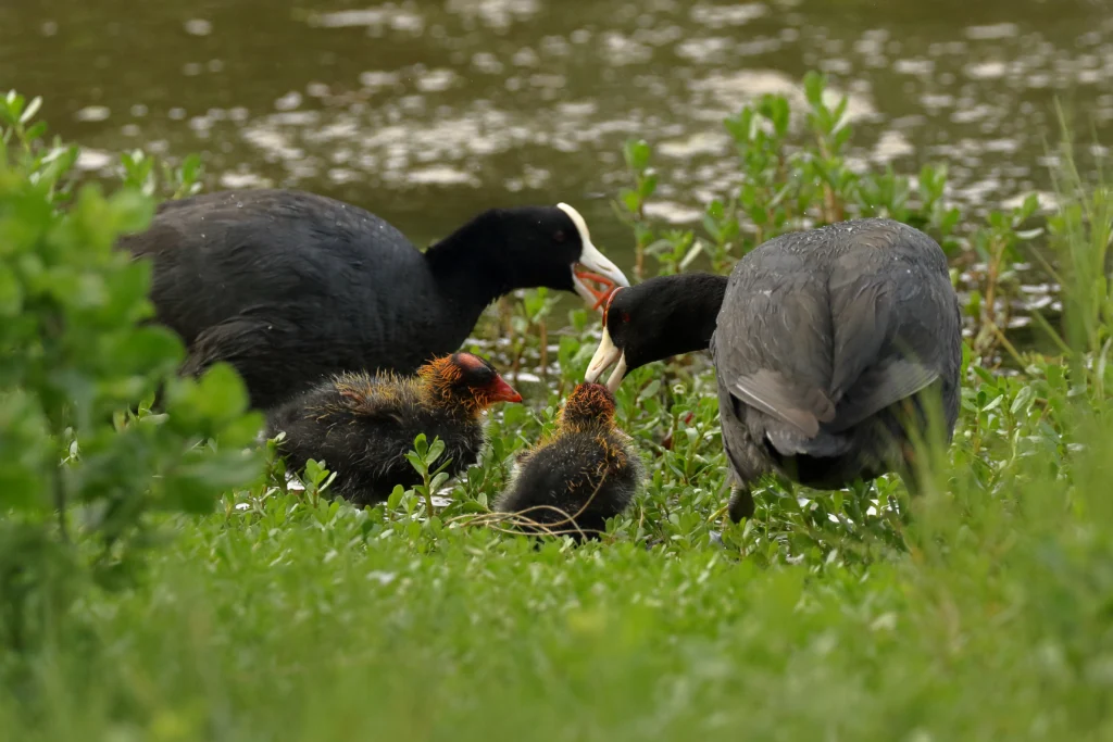 Hawaiian Coot. Photo by Sharif Uddin, Cornell Lab of Ornithology | Macaulay Library.
