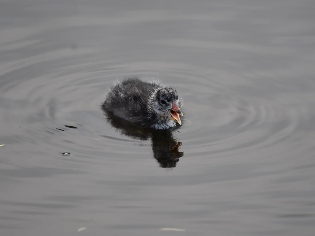 ʻAlae keʻokeʻo (Hawaiian Coot) chick. Photo by Tracee Fugate, Cornell Lab of Ornithology | Macaulay Library.