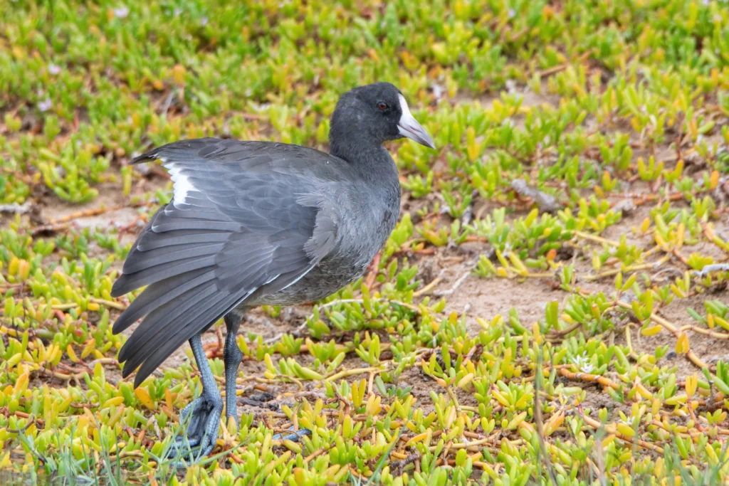 Hawaiian Coot. Photo by Tyler Beames, Cornell Lab of Ornithology | Macaulay Library.