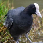 ʻAlae keʻokeʻo (Hawaiian Coot). Photo by Graham Deese, Cornell Lab of Ornithology | Macaulay Library.