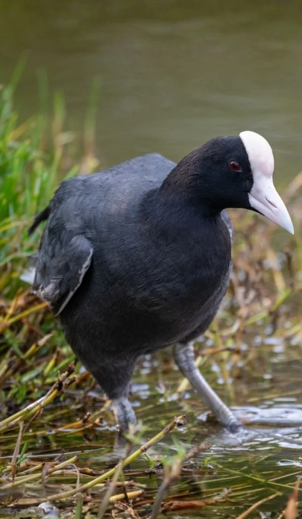 ʻAlae keʻokeʻo (Hawaiian Coot). Photo by Graham Deese, Cornell Lab of Ornithology | Macaulay Library.