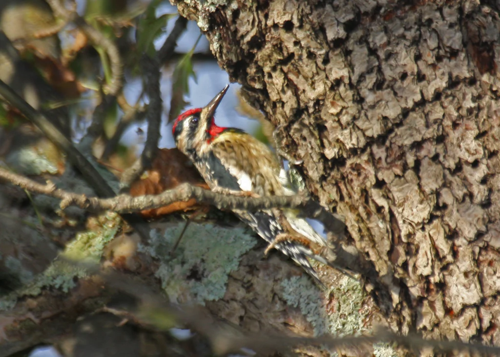 Yellow-bellied Sapsucker. Photo by Larry Master, masterimages.org.