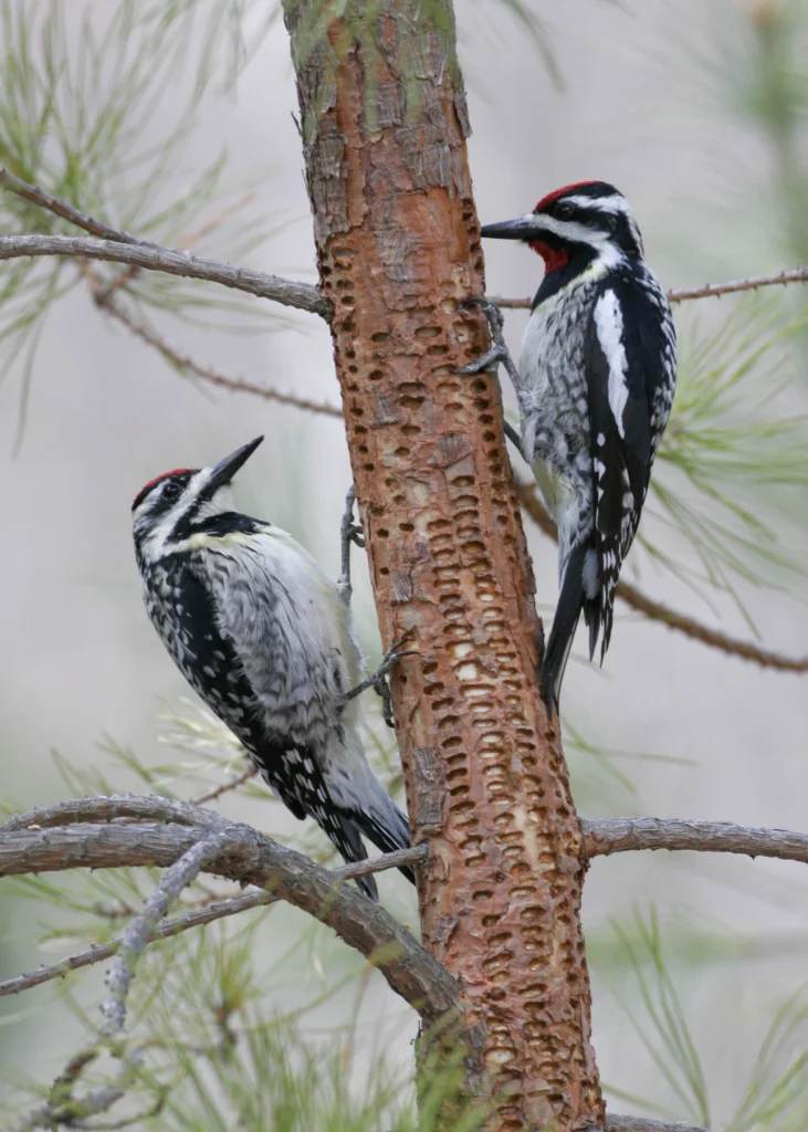 Yellow-bellied Sapsuckers. Photo by Larry Master, masterimages.org.