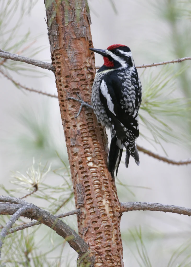 Yellow-bellied Sapsucker. Photo by Larry Master, masterimages.org.