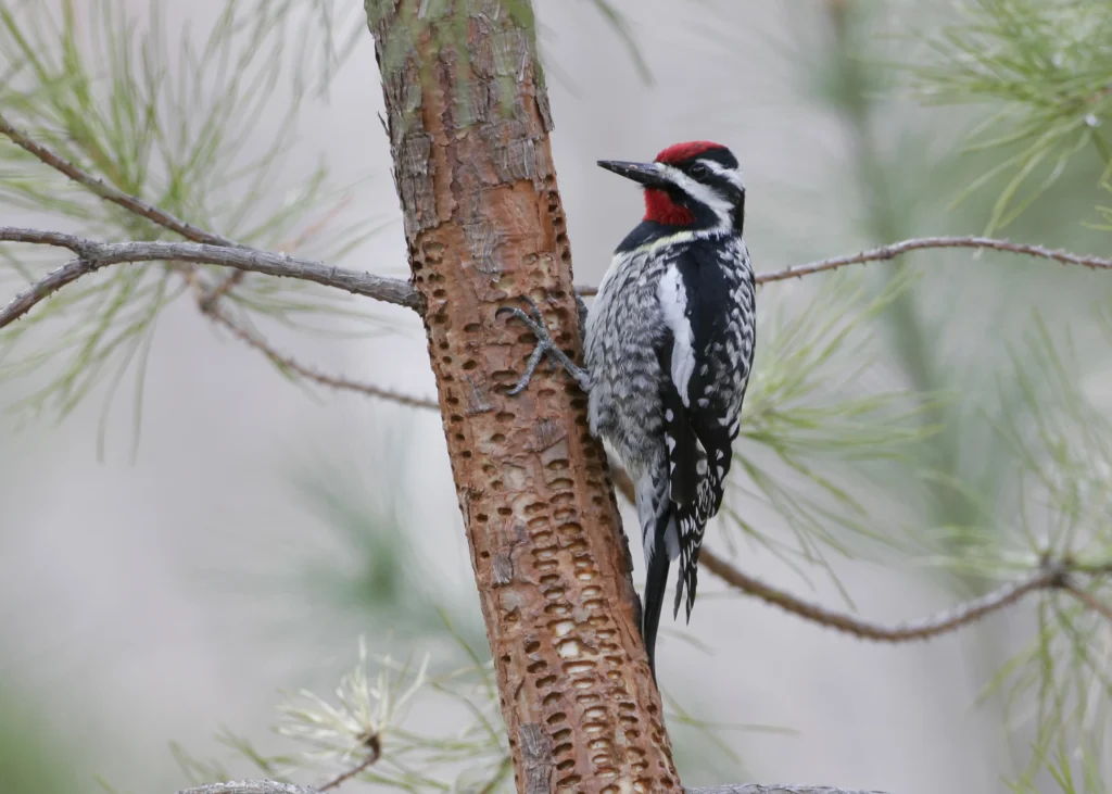 Yellow-bellied Sapsucker. Photo by Larry Master, masterimages.org.