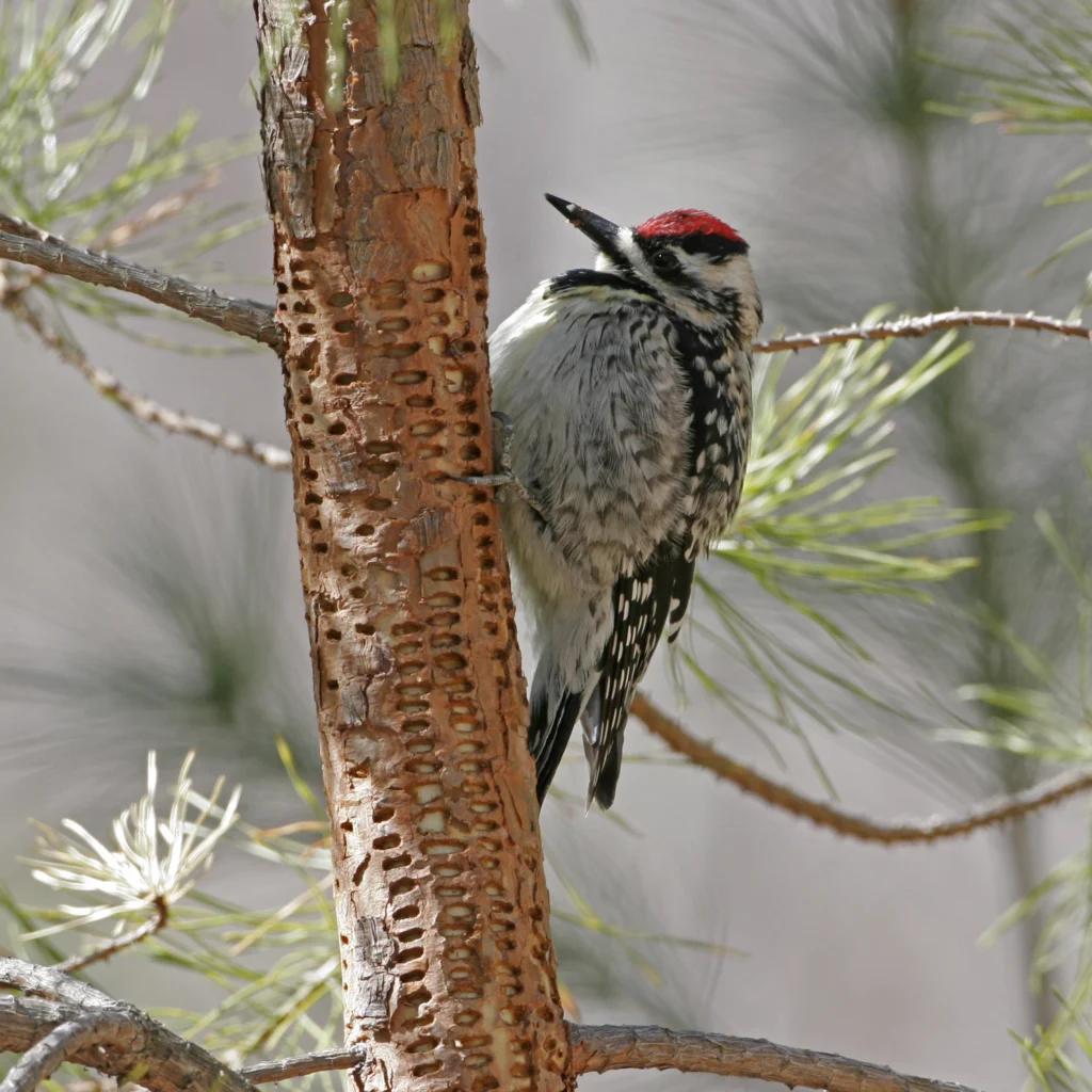 Yellow-bellied Sapsucker. Photo by Larry Master, masterimages.org.