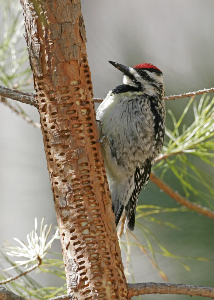 Yellow-bellied Sapsucker. Photo by Larry Master, masterimages.org.