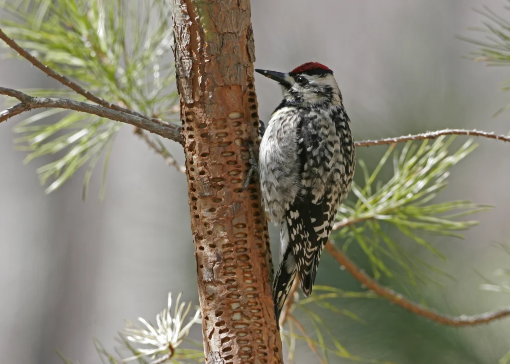 Yellow-bellied Sapsucker. Photo by Larry Master, masterimages.org.