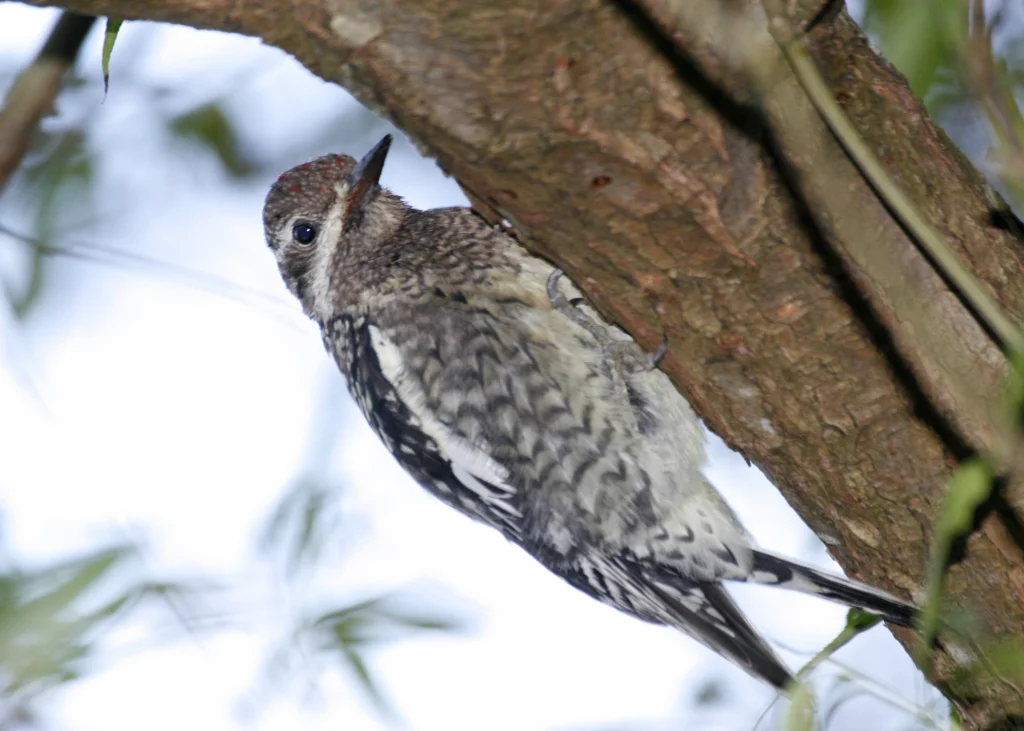 Yellow-bellied Sapsucker juvenile. Photo by Larry Master, masterimages.org.