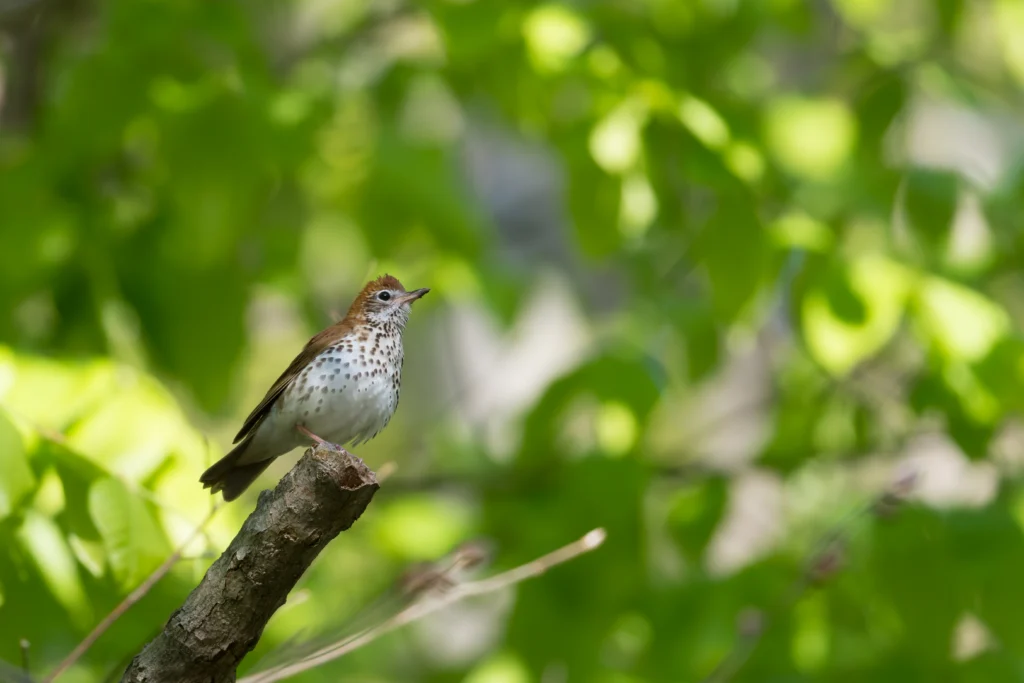 A Wood Thrush perches on a branch against a leafy green forest background. The Wood Thrush is among the many species that would be impacted by the rollback of the Roadless Rule.