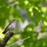 A Wood Thrush perches on a branch against a leafy green forest background. The Wood Thrush is among the many species that would be impacted by the rollback of the Roadless Rule.