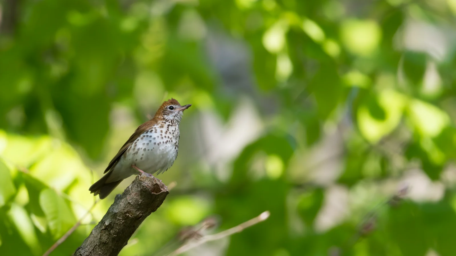 A Wood Thrush perches on a branch against a leafy green forest background. The Wood Thrush is among the many species that would be impacted by the rollback of the Roadless Rule.