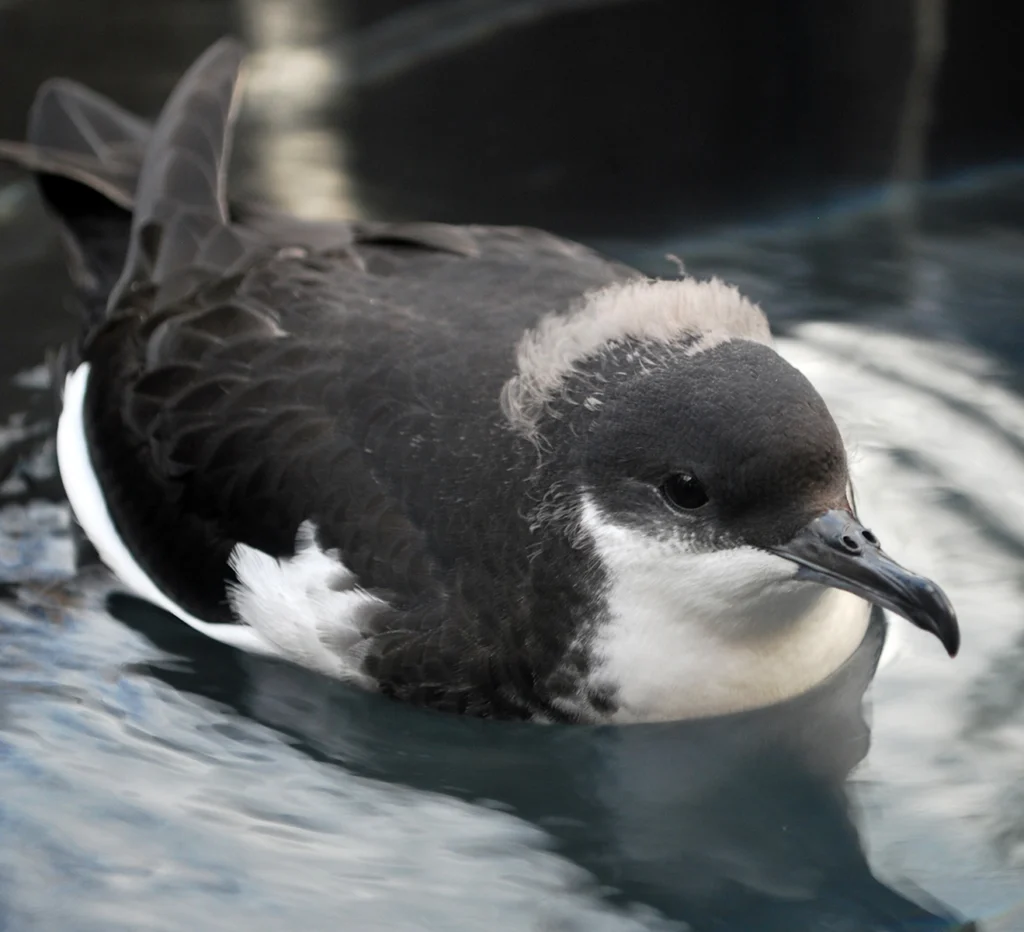 ʻAʻo (Newell’s Shearwater) juvenile in rehab facility. Photo by Tracy Anderson.