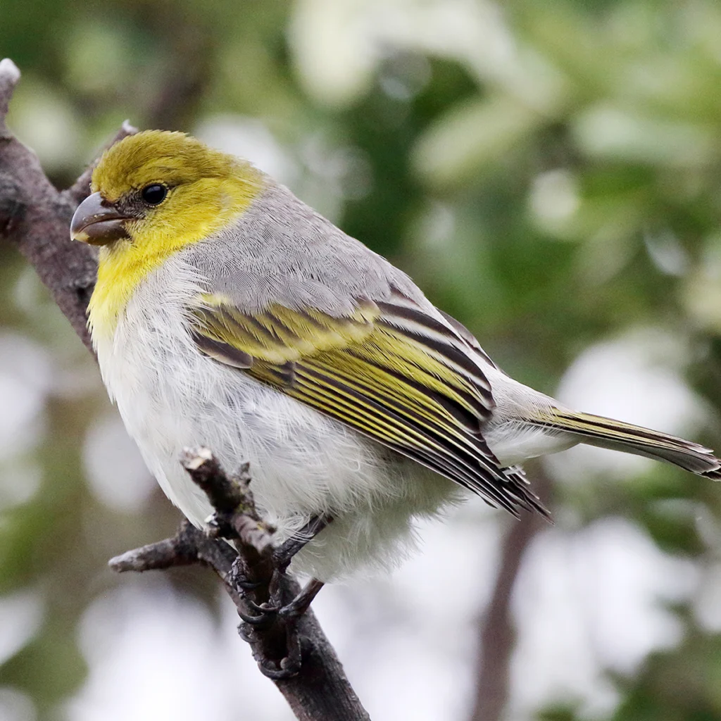 Palila. Photo by Bret Palila Mossman, Cornell Lab of Ornithology | Macaulay Library.