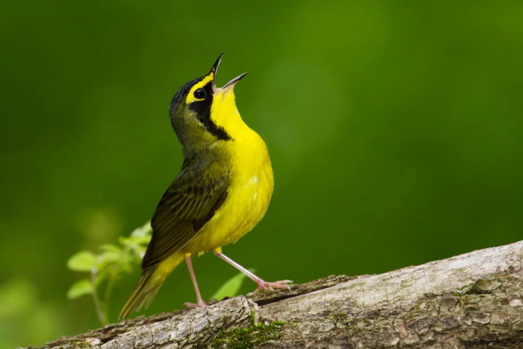 A Kentucky Warbler sings from its perch. The Roadless Rule conserves the large, unfragmented tracts of forest this species needs on the breeding grounds.