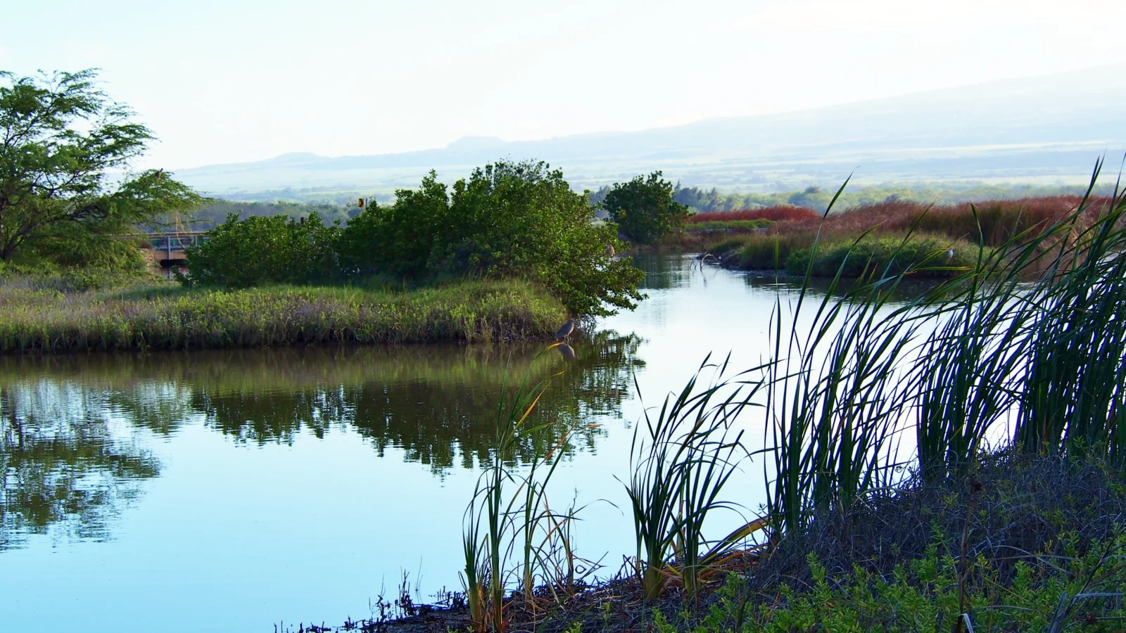 Kealia Pond National Wildlife Refuge, Maui, Hawaii. Photo by RoxyAnne, Shutterstock.