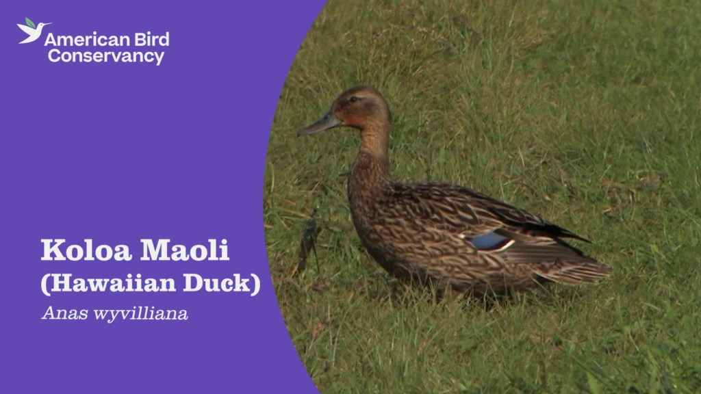 Koloa Maoli video thumbnail.