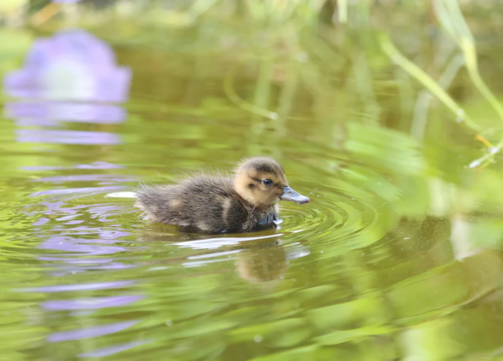 Koloa Maoli chick. Photo by Bret Mossman.