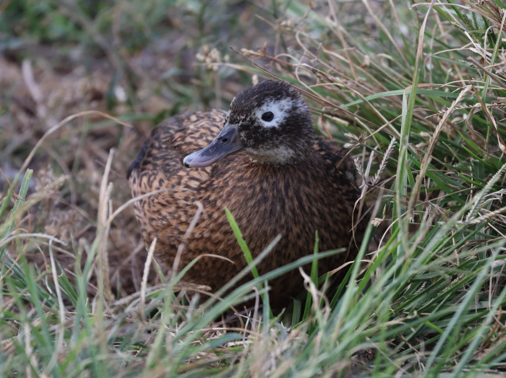 Koloa Maoli female. Photo by Bret Mossman.
