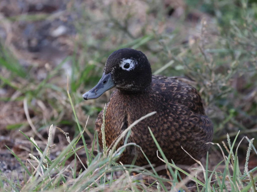 Koloa Maoli male. Photo by Bret Mossman.