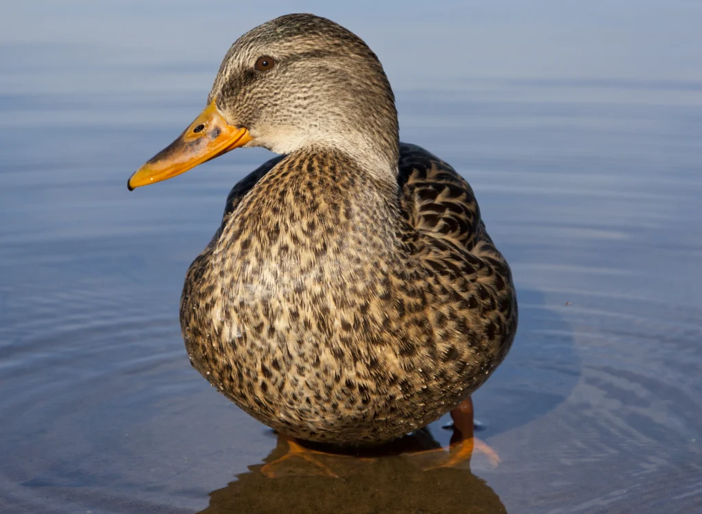 Mallard female. Photo by Larry Master, masterimages.org