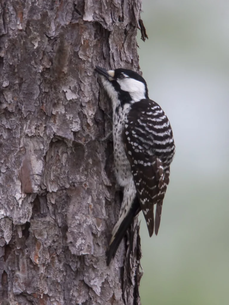 Red-cockaded Woodpecker. Photo by Larry Master, masterimages.org.