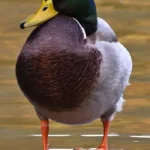 Mallard male. Photo by jggrz from pixabay.