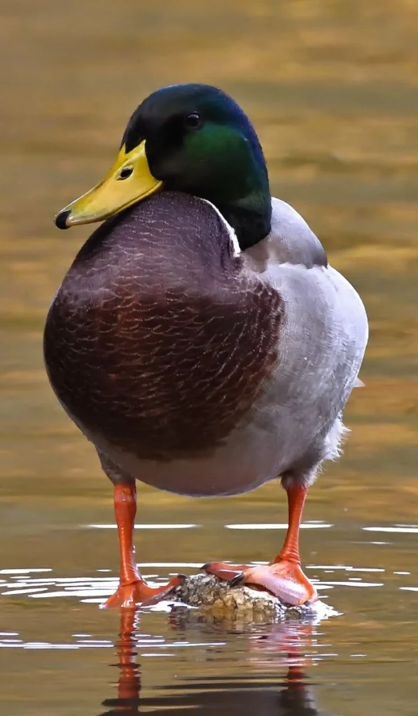 Mallard male. Photo by jggrz from pixabay.