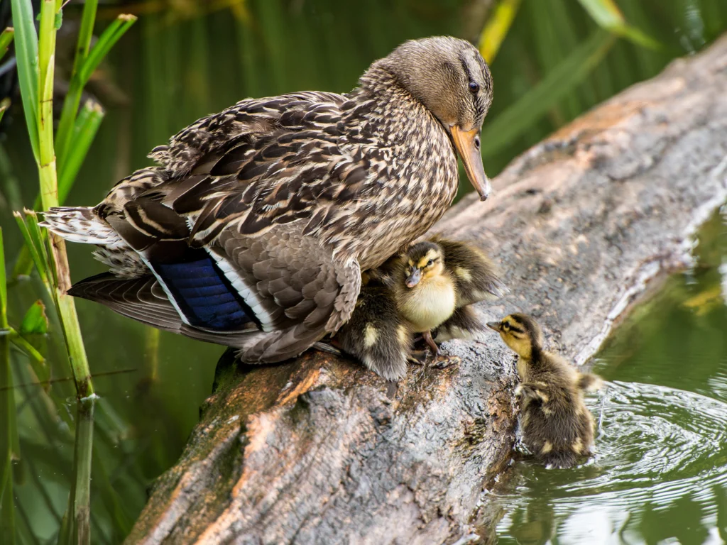 Mallard female with ducklings. Photo by Owen Deutsch.