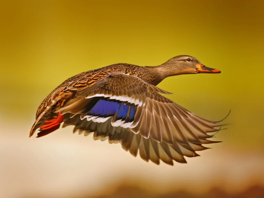 Mallard female in flight. Photo by Tomatito, Shutterstock.