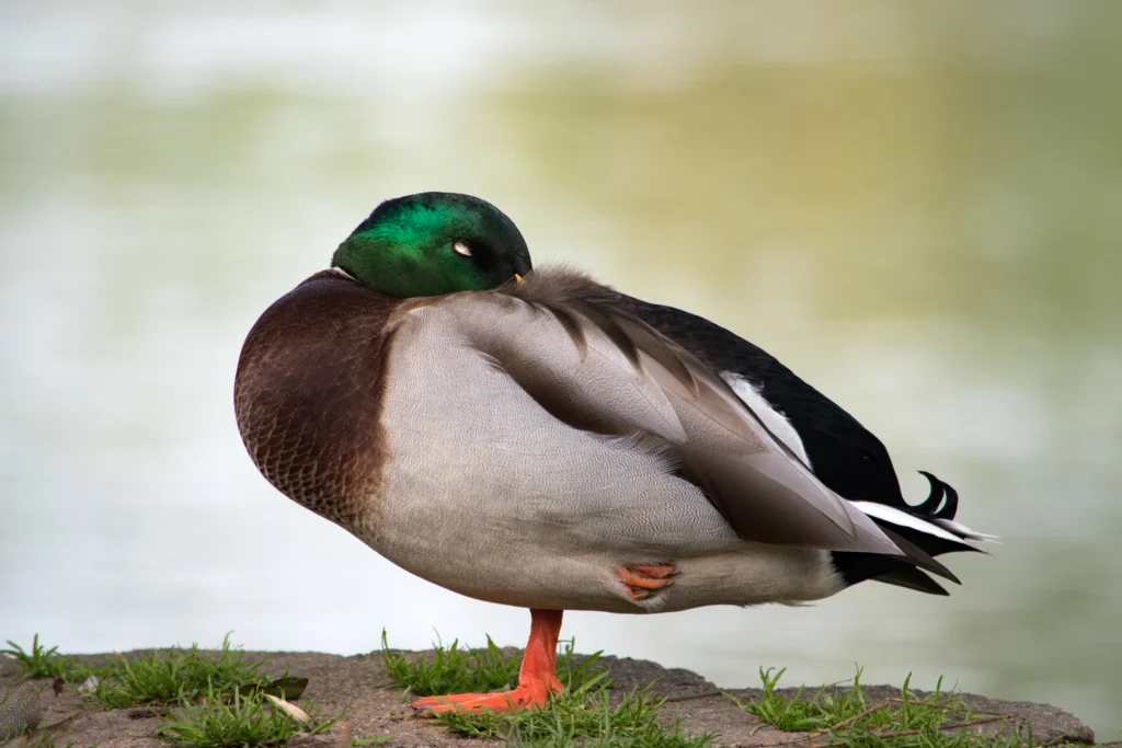 Mallard male. Photo by Pam Phillips Photography, Shutterstock.