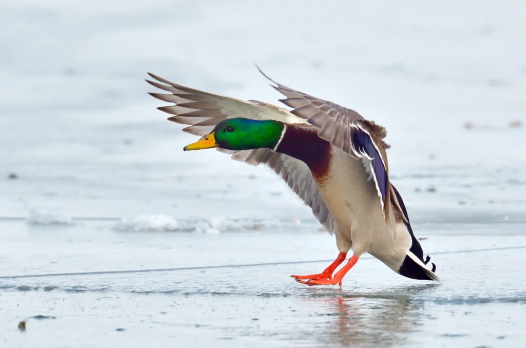 Mallard male. Photo by aabeele, Shutterstock.