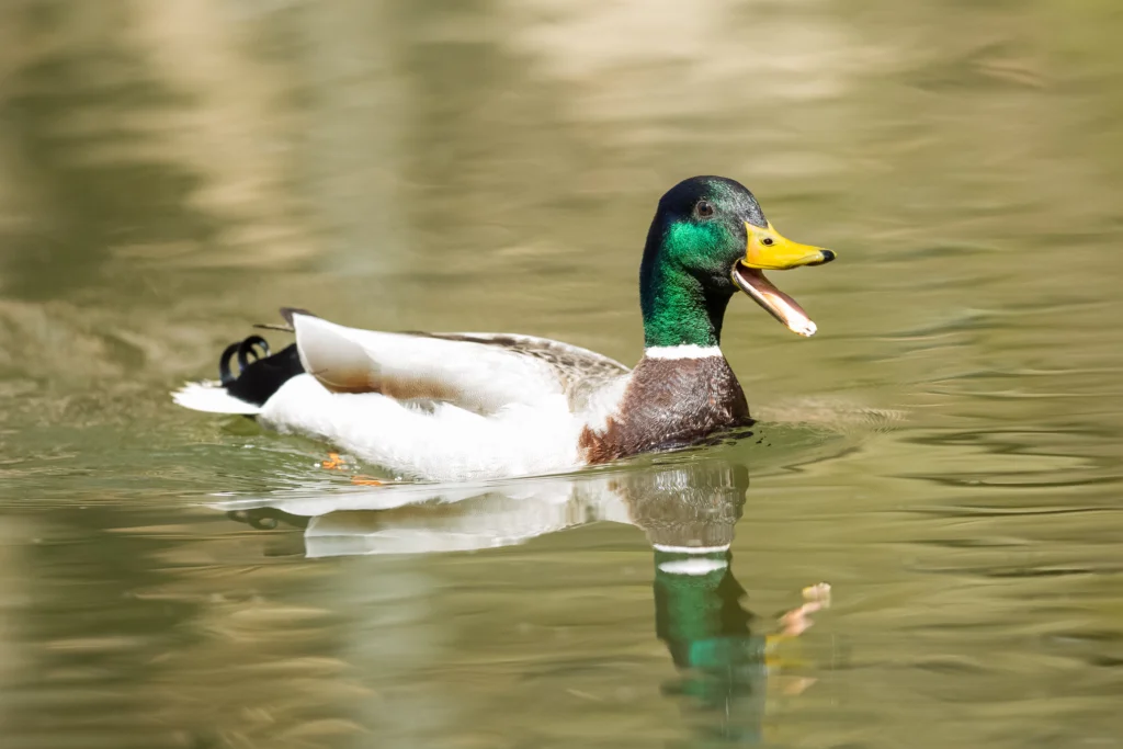 Mallard male. Photo by mary981, Shutterstock.