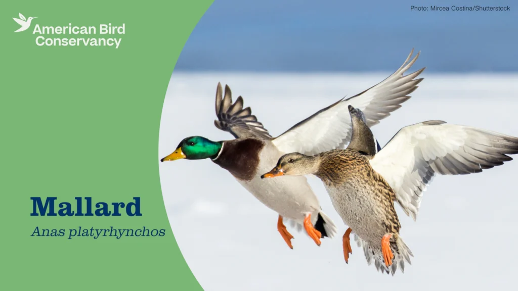 Mallard YouTube video thumbnail.