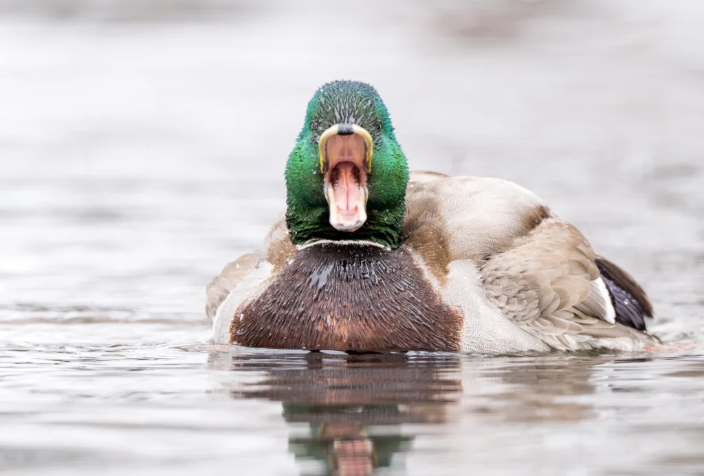 A male Mallard with his beak open wide to expose lamellae, comb-like projections that filter plant matter out of water.