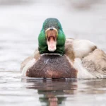 A male Mallard with his beak open wide to expose lamellae, comb-like projections that filter plant matter out of water.