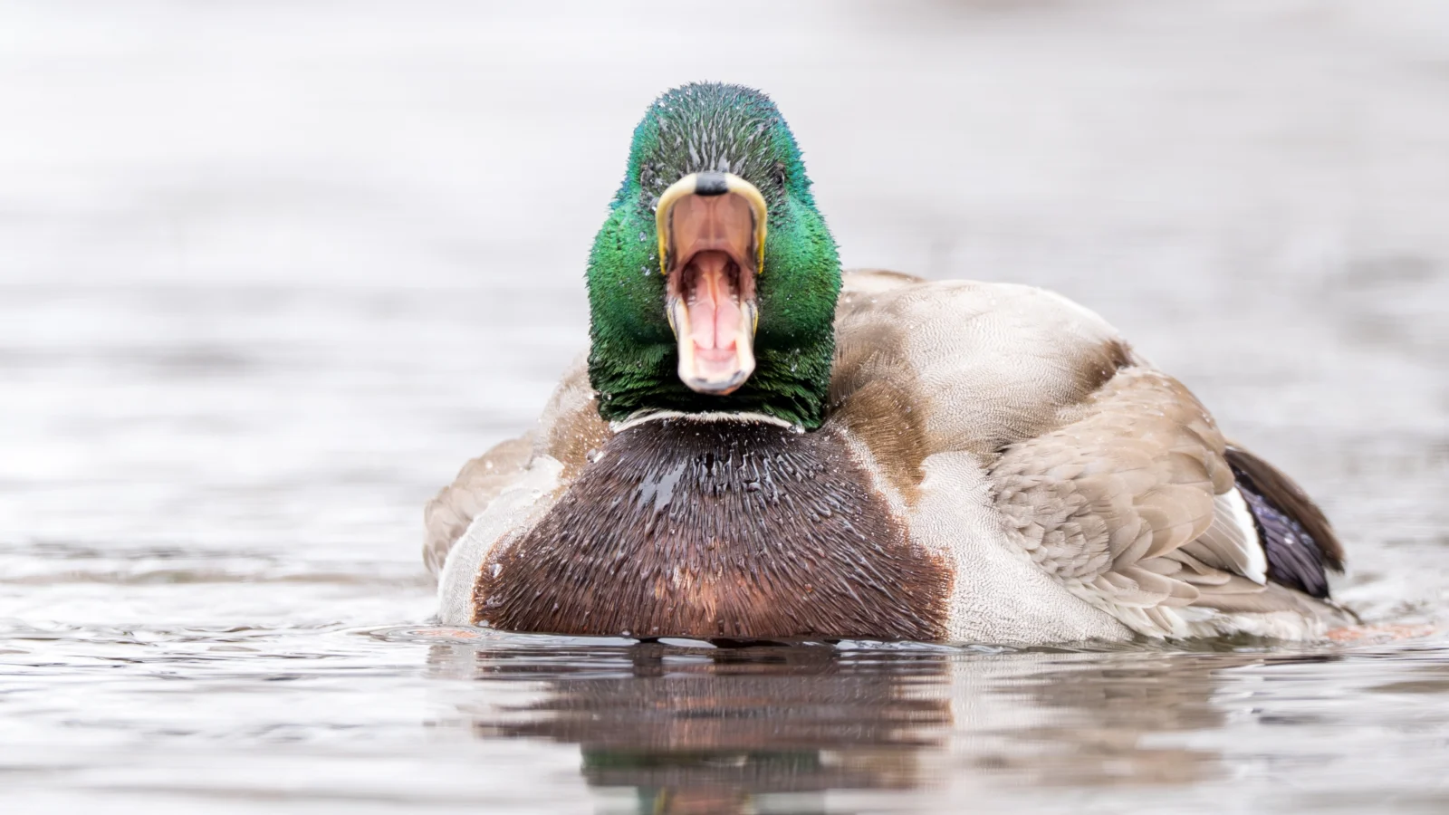 A male Mallard with his beak open wide to expose lamellae, comb-like projections that filter plant matter out of water.