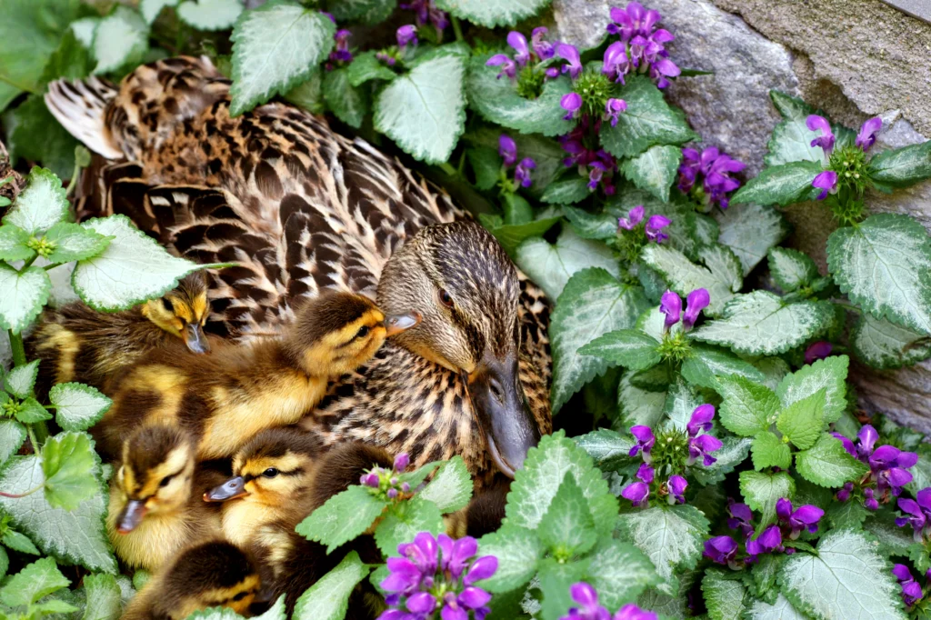 Mallard with ducklings. Photo by MarieCFields, Shutterstock.