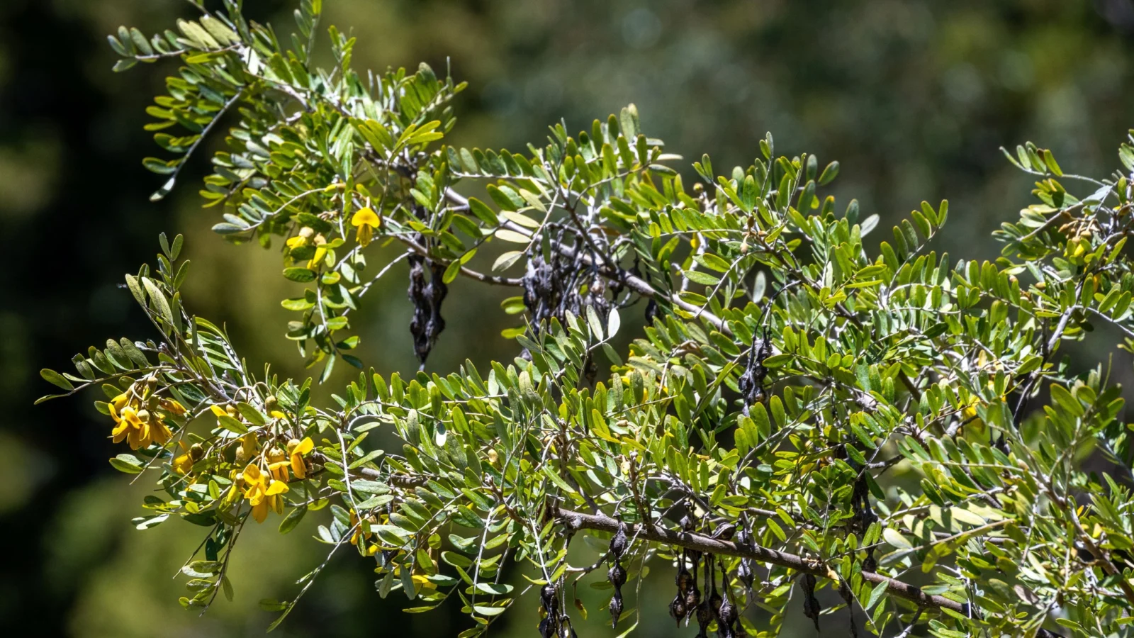 Māmane tree. Photo by knelson20, Shutterstock.