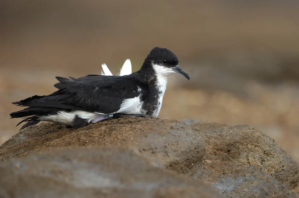 ʻAʻo (Newell’s Shearwater). Photo by Jim Denny, kauaibirds.com.