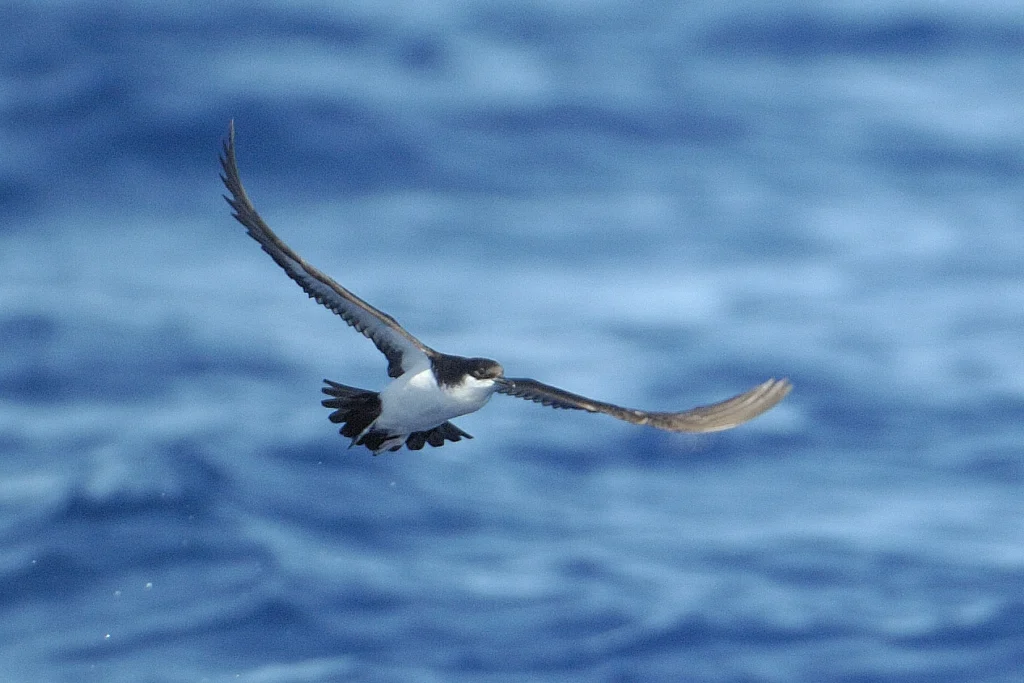 ʻAʻo (Newell’s Shearwater). Photo by Jim Denny, kauaibirds.com.