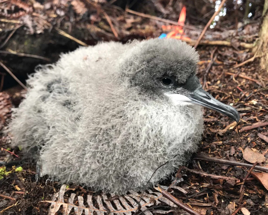 ʻAʻo (Newell’s Shearwater) chick. Photo by Andre Raine.
